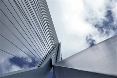 de zwaan in Rotterdam