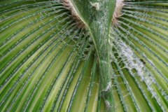 detail van blad